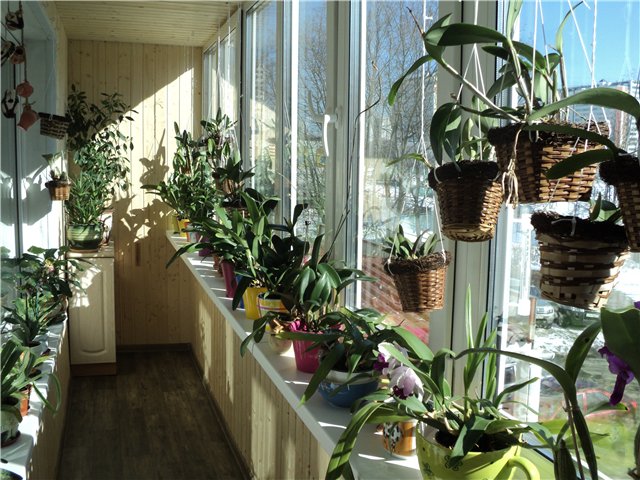 Ako transplantovať orchidey