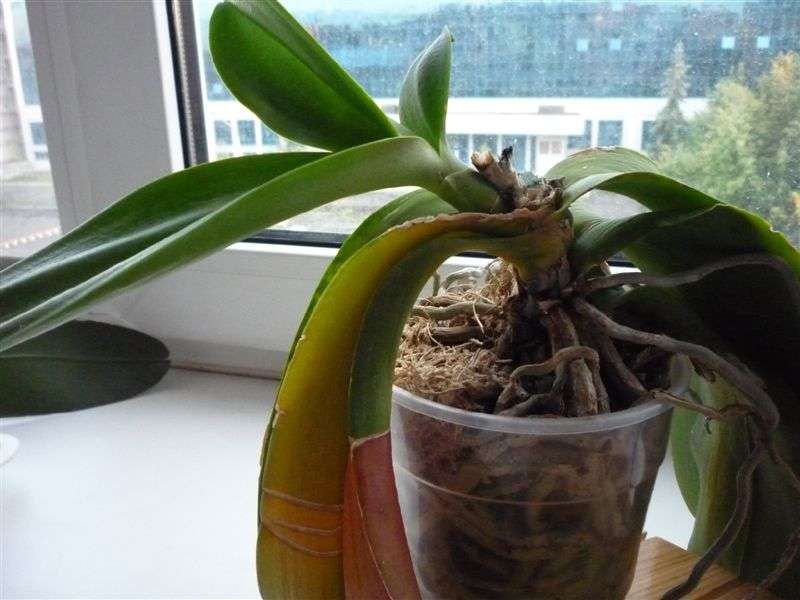 Ako transplantovať orchidey