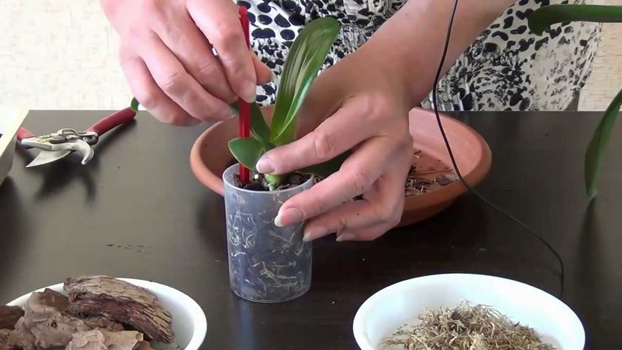 Ako transplantovať orchidey