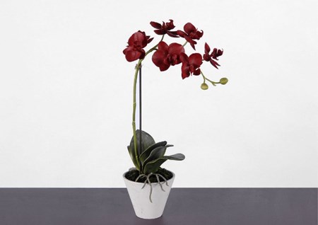 Ako transplantovať orchidey