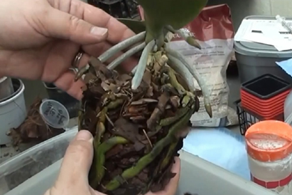 Ako transplantovať orchidey