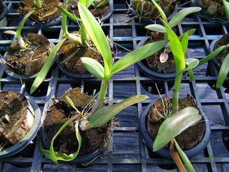 Ako transplantovať orchidey