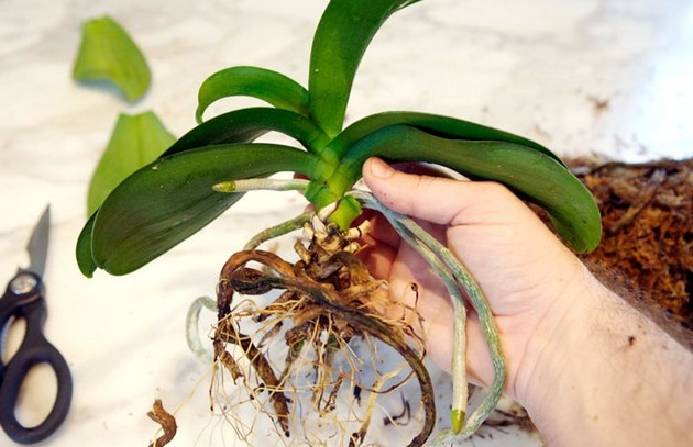 Ako transplantovať orchidey