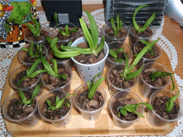 Ako transplantovať orchidey
