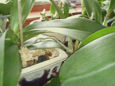 Ako propagovať orchidey: deti