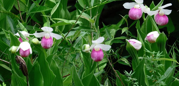 Ako propagovať orchidey Ako propagovať orchidey