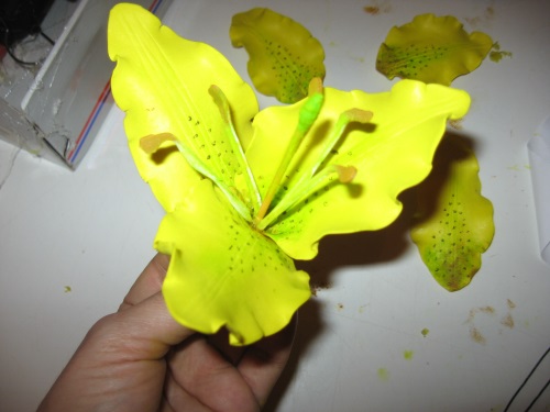 Lily z peniviranu