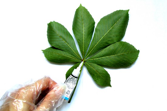 Naučiť sa robiť herbárium a album pre neho s vlastnými rukami