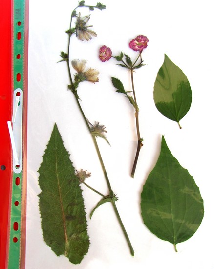 Naučiť sa robiť herbárium a album pre neho s vlastnými rukami