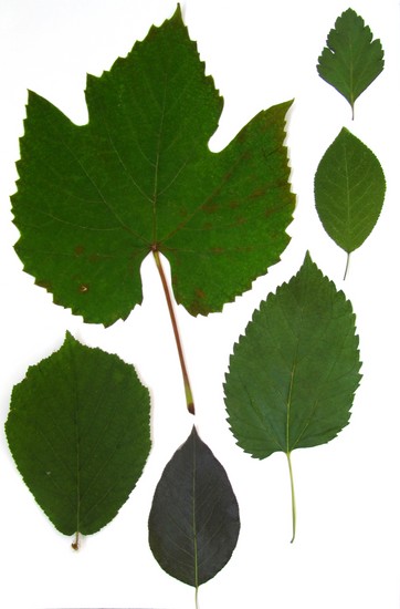 Naučiť sa robiť herbárium a album pre neho s vlastnými rukami