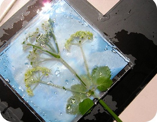Naučiť sa robiť herbárium a album pre neho s vlastnými rukami