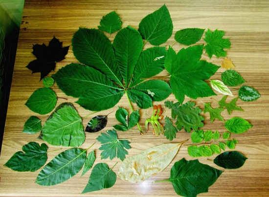Ako si vyrobiť herbárium s vlastnými rukami. Herbárium pre juniorskú školu
