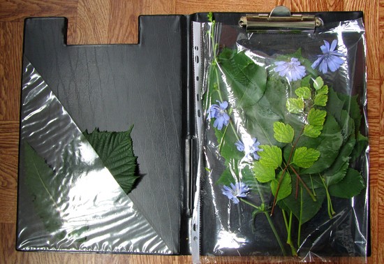 Naučiť sa robiť herbárium a album pre neho s vlastnými rukami