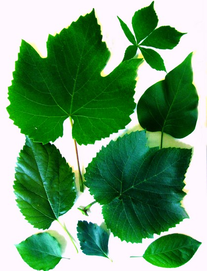 Naučiť sa robiť herbárium a album pre neho s vlastnými rukami