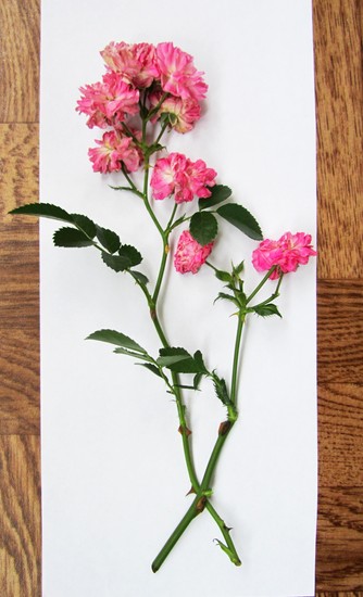 Naučiť sa robiť herbárium a album pre neho s vlastnými rukami