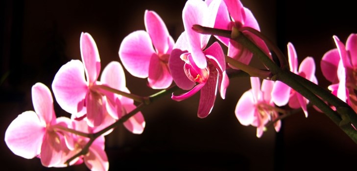 Orchidea: starostlivosť po kvete Orchidea: starostlivosť po kvete
