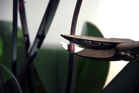 Za niekoľko mesiacov vaša orchidea bude znovu kvitnúť Za niekoľko mesiacov vaša orchidea bude znovu kvitnúť