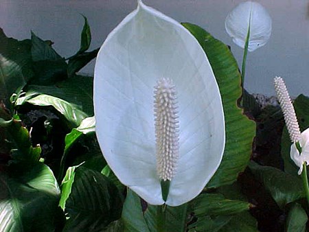 Transplantácia spathiphyllum
