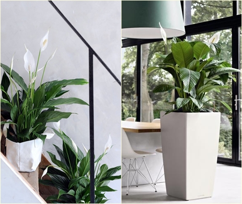 Choroby a liečba spathiphyllum
