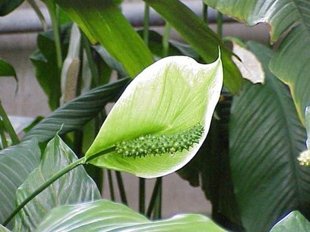 Starostlivosť o spathiphyllum v domácnosti Starostlivosť o spathiphyllum v domácnosti