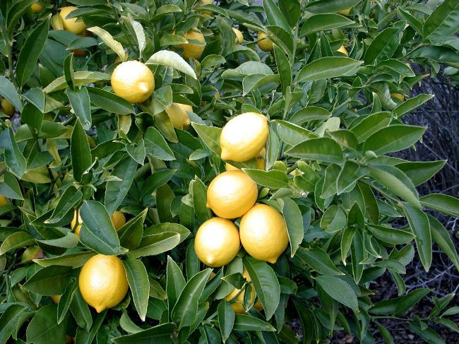 Ako pestovať citrón doma?