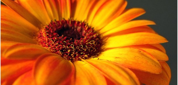 krásna gerbera