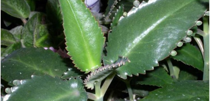 Kalanchoe rastlina