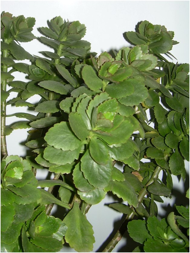 odrezky z Kalanchoe