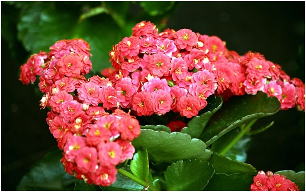 Kalanchoe kvet