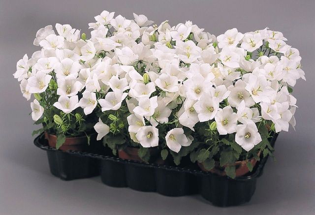 Starostlivosť o Campanula