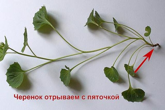 Starostlivosť o Campanula