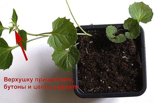 Starostlivosť o Campanula