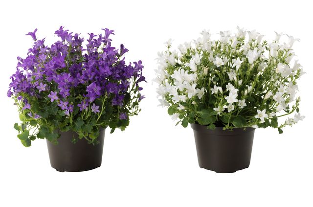 Starostlivosť o Campanula