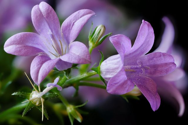 Campanula doma - výsadba a starostlivosť (video, foto): poradenstvo pre začiatočníkov kvetinárstva