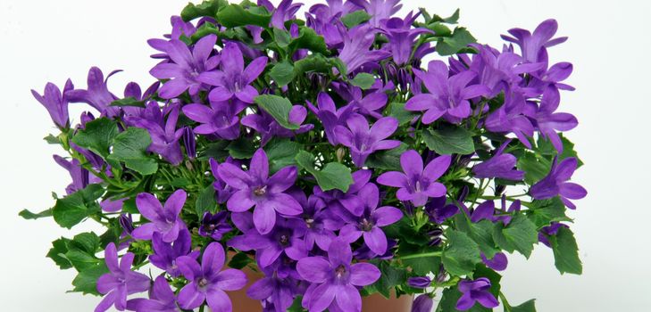 Starostlivosť o Campanula