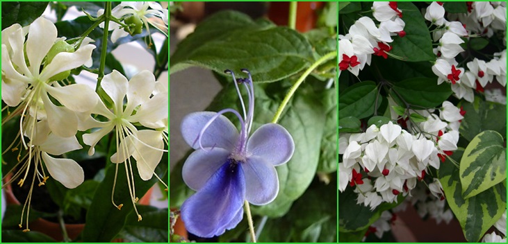 Clerodendrum - starostlivosť