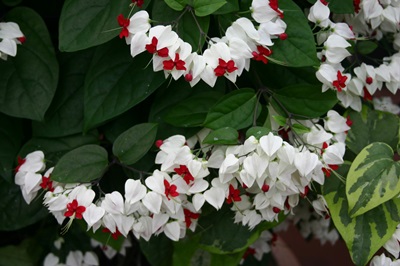 Clerodendrum - starostlivosť