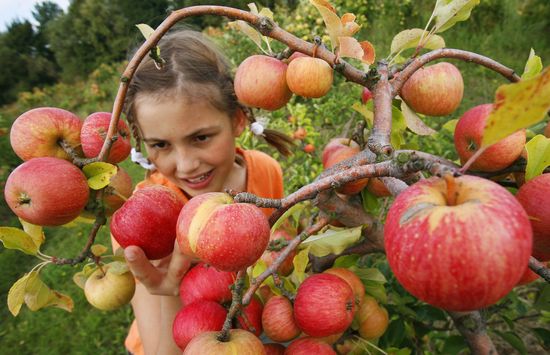Kedy zbierať jablká na skladovanie: letné, jesenné a zimné odrody. Ako môžete zbierať jablká zo stromu