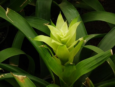 Guzmania: ako sa starať o chovnú sezónu Guzmania: ako sa starať o chovnú sezónu