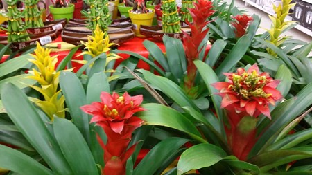 Ako sa starať o guzmania doma Ako sa starať o guzmania doma