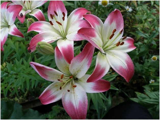 lily Bush
