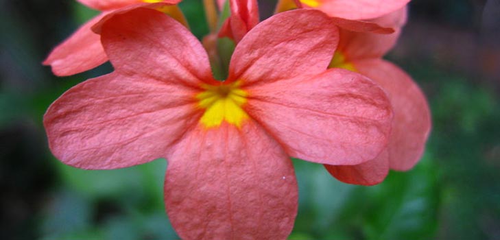 Crossandra: starostlivosť a fotografia