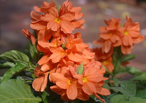 Crossandra: Druhy