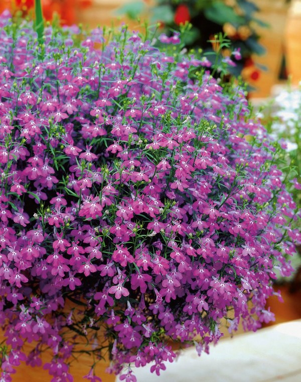 Ozdobou záhrady je nádherná lobelia. Pristátie a starostlivosť o fotografie a videá