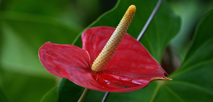 Anthurium flower: starostlivosť a reprodukcia doma