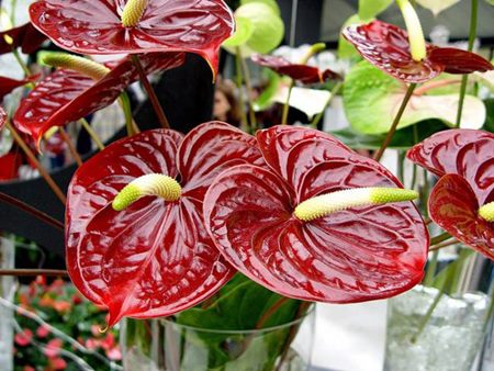 Anthurium: starostlivosť o domáce zvieratá Anthurium: starostlivosť o domáce zvieratá
