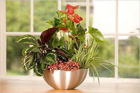 Anthurium transplantácia Anthurium transplantácia
