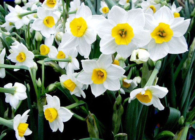 krásne narcisy