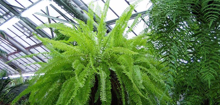 Nephrolepis - pôvabná domáca kapradina