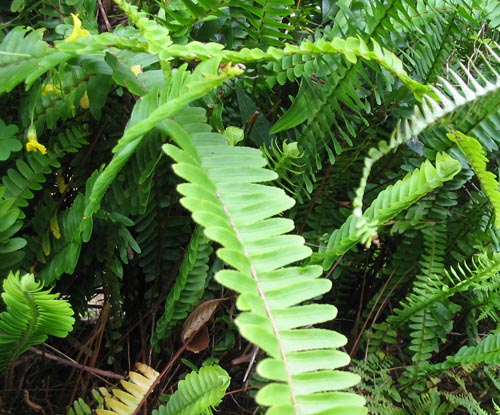 Nephrolepis: starostlivosť o domáce zvieratá